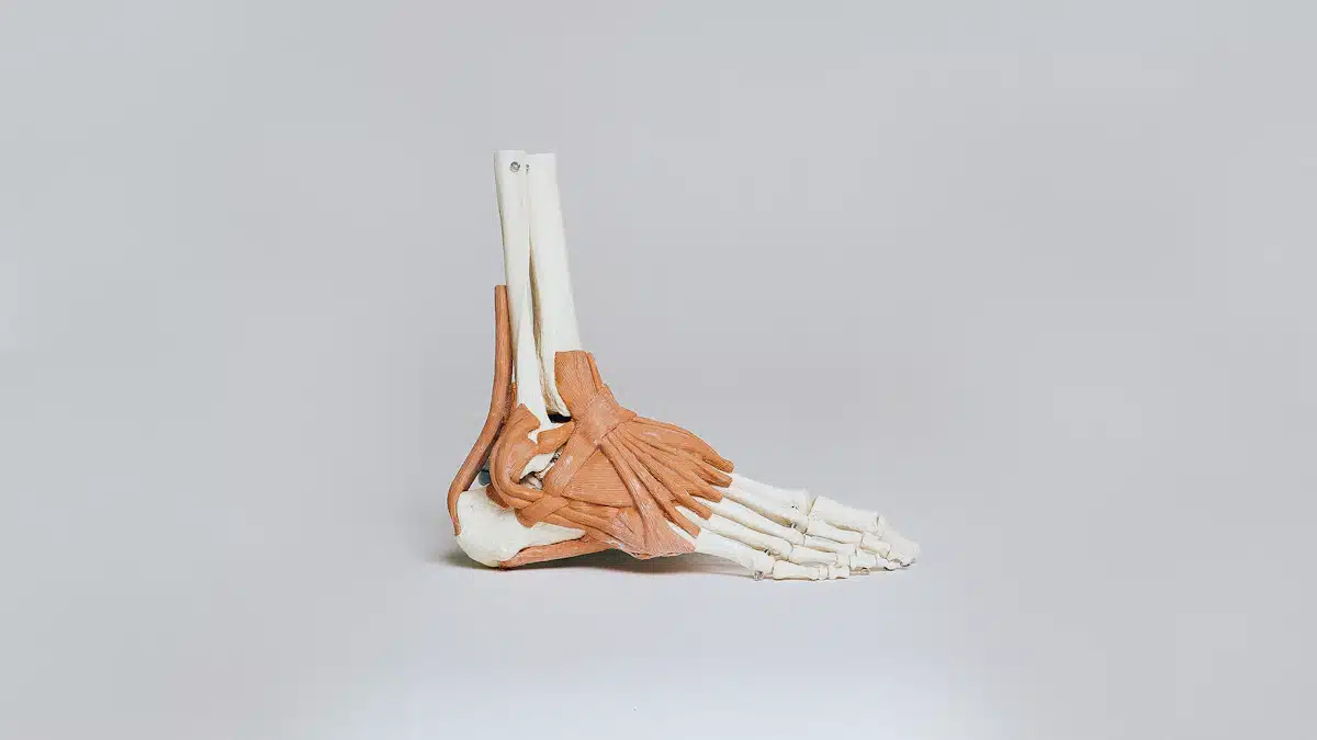 Modelo anatómico de los huesos del pie utilizado en formación sanitaria